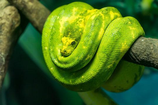 Green tree python wrapped around a dead tree branch