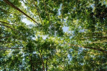 Top of rubber tree and rubber leaf and rubber plantation tree background at Tay Ninh, Vietnam.
