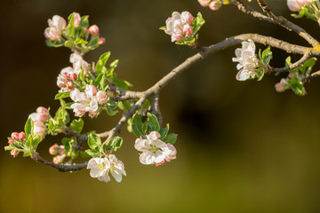 Blossoming apple tree garden in spring close up