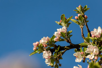 Blossoming apple tree garden in spring close up