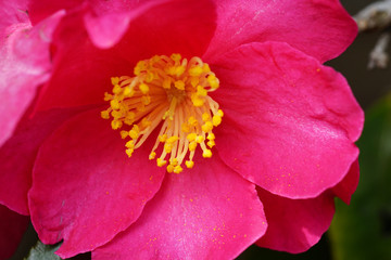 山茶花の赤い花