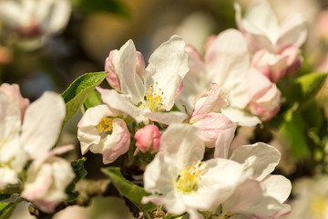 Obraz na płótnie Canvas Blossoming apple tree garden in spring close up