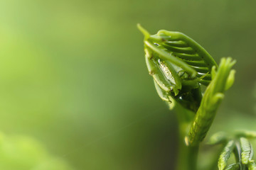 Leaf  with green natural background