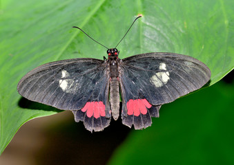 mariposa negra y roja en una flor verde  Marbella Andalucía España