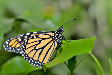 Fototapeta na wymiar mariposa monarca en una hoja verde (Danaus plexippus) Marbella Andalucía España 
