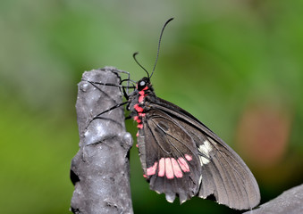 mariposa negra y roja en un tronco con fondo verde  Marbella Andalucía España