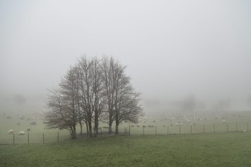 herd of sheep in green meadow. artvin/turkey