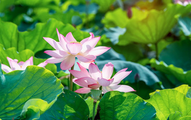 lotus flower blooming in summer pond with green leaves as background