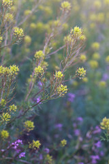 flowers bloom in the early Sunny morning in spring