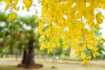 (Scientific name: Cassia fistula) is a flowering plant in the family Fabaceae. It is a plant native to South Asia