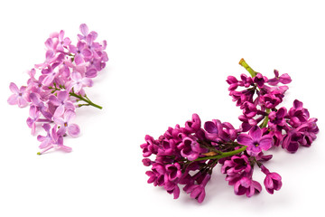 Beautiful blossoming lilac on white background. Space for text