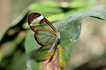 mariposa alas de cristal en un tallo verde Benalmádena Andalucía España