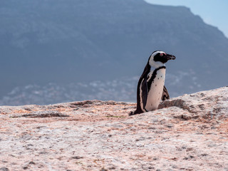 Obraz premium Penguin Colony at the South African free landscape