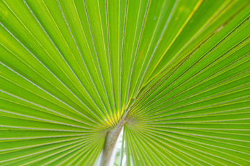 Fototapeta premium Natural green leaves of palm trees pattern texture background.