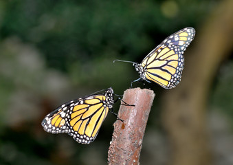 pareja de mariposas monarcas en un tallo (Danaus plexippus) Benalmádena Andalucía España