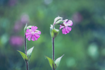 Pink  wildflower in the meadow