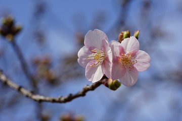 淀緑地の河津桜