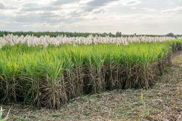 Obraz premium Sugar cane field and Workers havesting sugar cane on field at Tay Ninh, Vietnam.