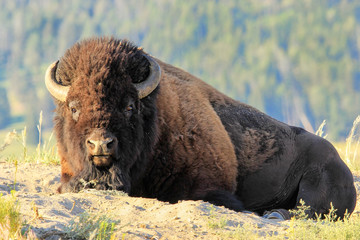 Male bison lying in dust, Yellowstone National Park, Wyoming © donyanedomam