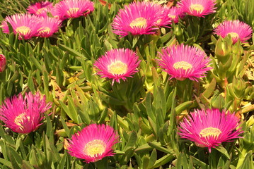 Meadow with big beautiful, vibrant pink flowers head of Ice plant