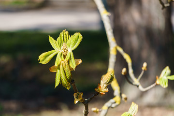 Blossoming leaves and buds of horse chestnut flowers in early spring.