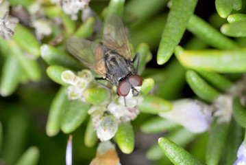 mosca común en una flor con tallo verde  Marbella Andalucía España