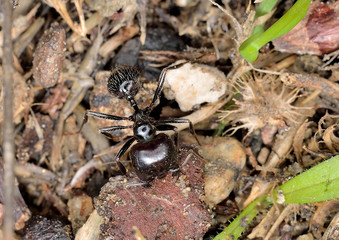 hormiga en el suelo del bosque  Marbella Andalucía España