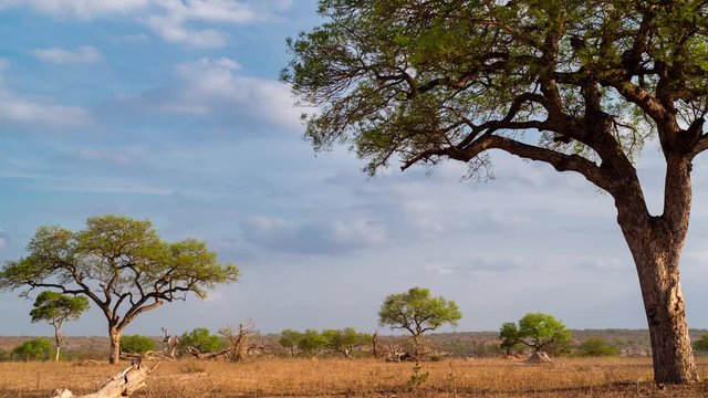 Static late afternoon timelapse in African bush game reserve (safari park) of landscape Marula (Sclerocarya birrea) trees, dry season showing new growth, scattered clouds as sun sets, dip to black.