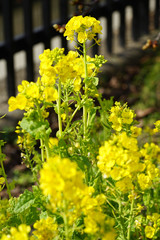 黄色い菜の花