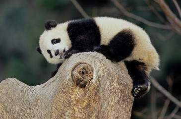Giant panda