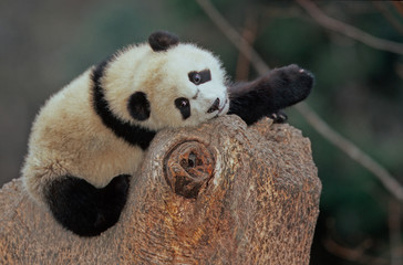 Giant panda