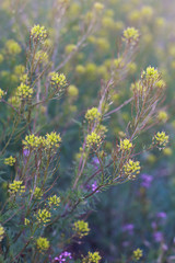 flowers bloom in the early Sunny morning in spring