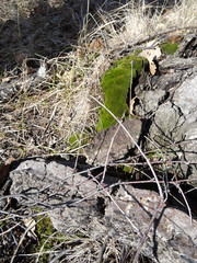 a piece of green moss among the bark and dry grass