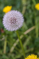 yellow dandelion flower