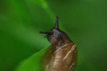snail on a leaf