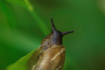 snail on a leaf