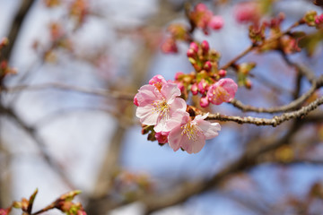 Obraz premium 河津桜のピンクの花