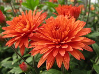 red dahlia flower