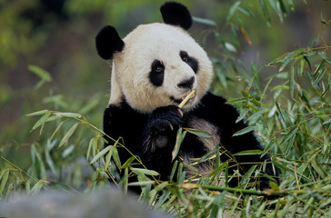 Giant panda © Ipman65
