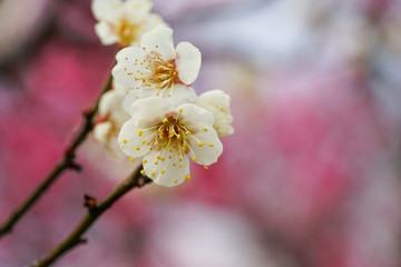 白梅の花