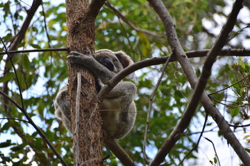 koala in tree