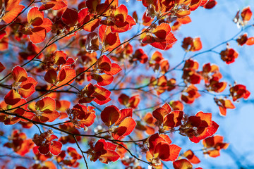 autumn leaves against blue sky