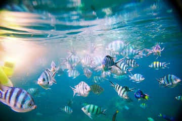 A shoal of tropical fish. Underwater with reflection in the waves. World ocean day. Copy space