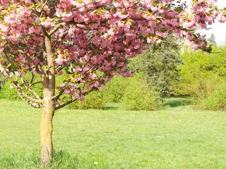 Beautiful cherry tree with a blooming flowers in a city park on a sunny day.