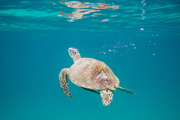 The sea turtle with broken shell swims in the Pacific ocean. World Oceans day, protection of the wildlife.