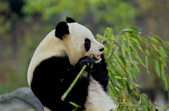 Giant panda © Roberto