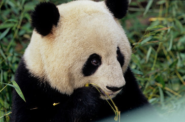 Giant panda