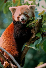 Fototapeta premium Lesser panda