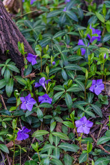 Blue periwinkle flowers with green leaves in early spring in the forest.