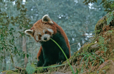 Fototapeta premium Lesser panda